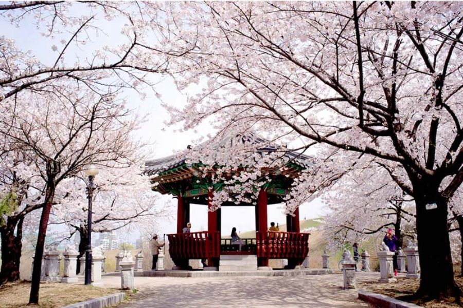Thưởng thức mùa xuân Hàn Quốc