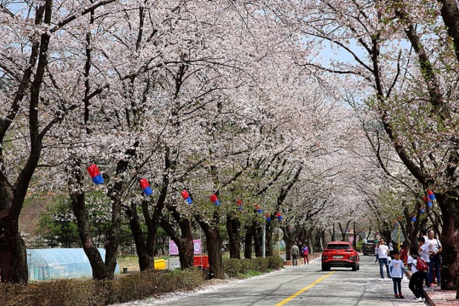 Dạo bộ và lắng nghe khúc ca mùa xuân trên những cung đường đẹp nhất Seoul
